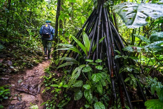 Las palmeras caminantes de Ecuador: ¿mito o realidad?